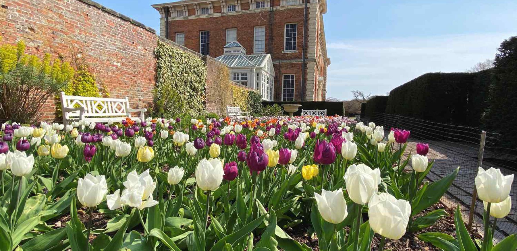 Beningbrough tulips c National Trust Joanne Parker