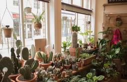 Botanic Interior 169985002