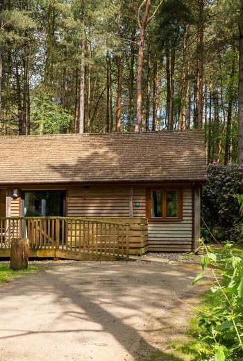 Griffon Forest 9317 2