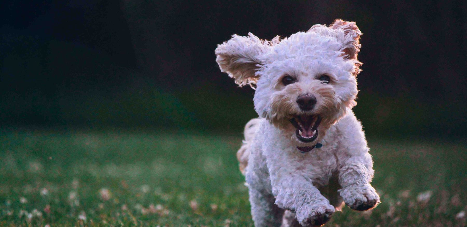 Joe caione q O PIF84 Vxg unsplash