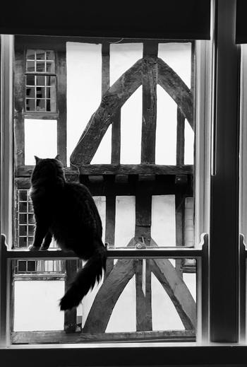 Marley in our library room, overlooking Goodramgate