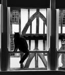 Marley in our library room, overlooking Goodramgate