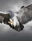 NCBP 1823 Oct10 1697375993