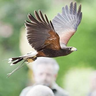 NCBP pg27 1 136440020