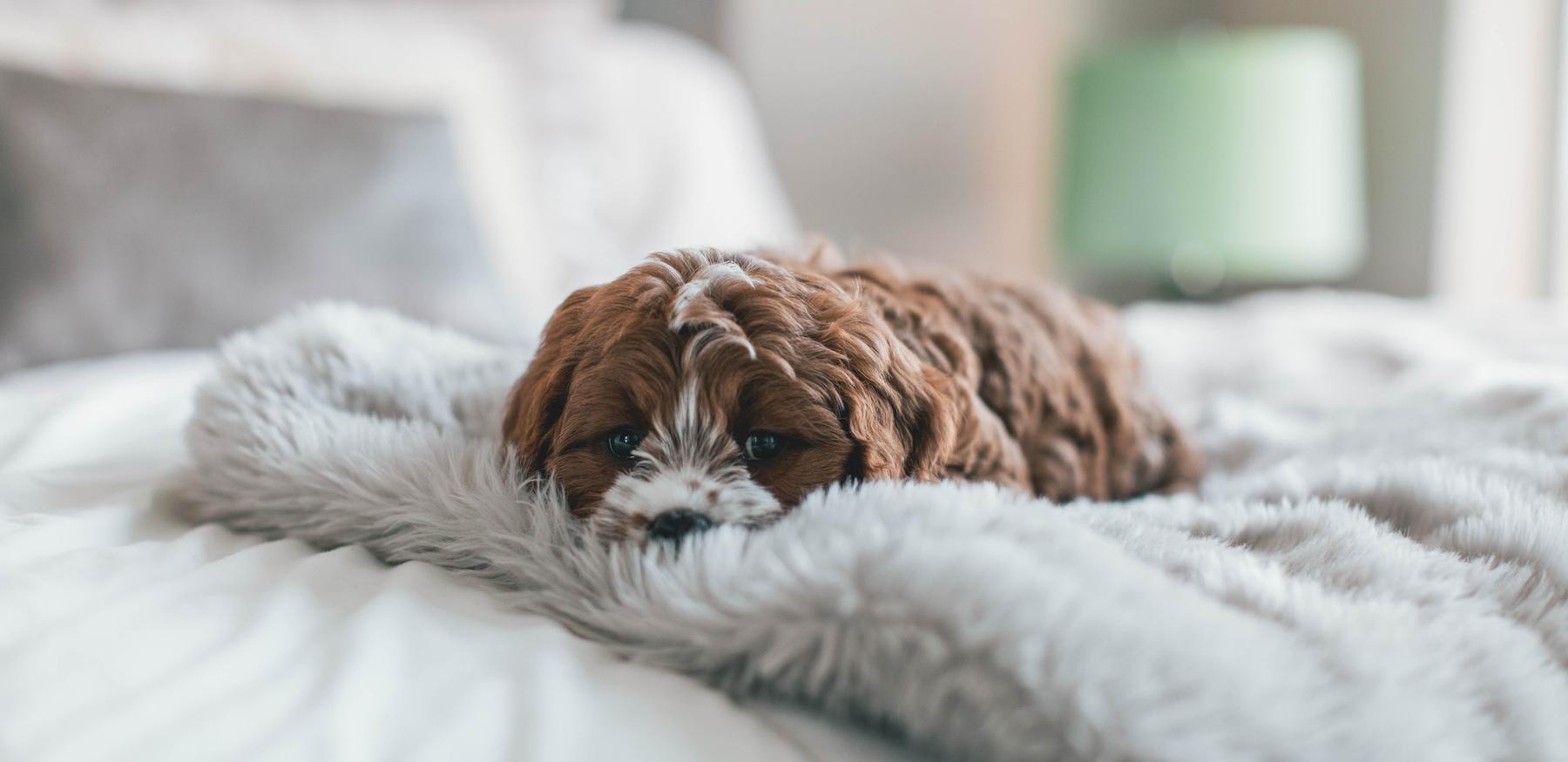 Roberto nickson V6 G2m3 D9 IDI unsplash