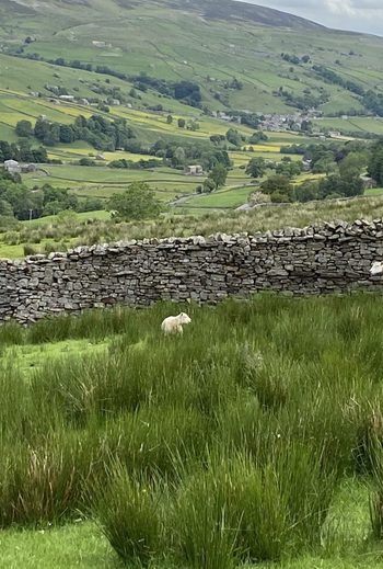 Sheep on Dales