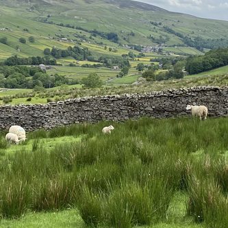 Sheep on Dales